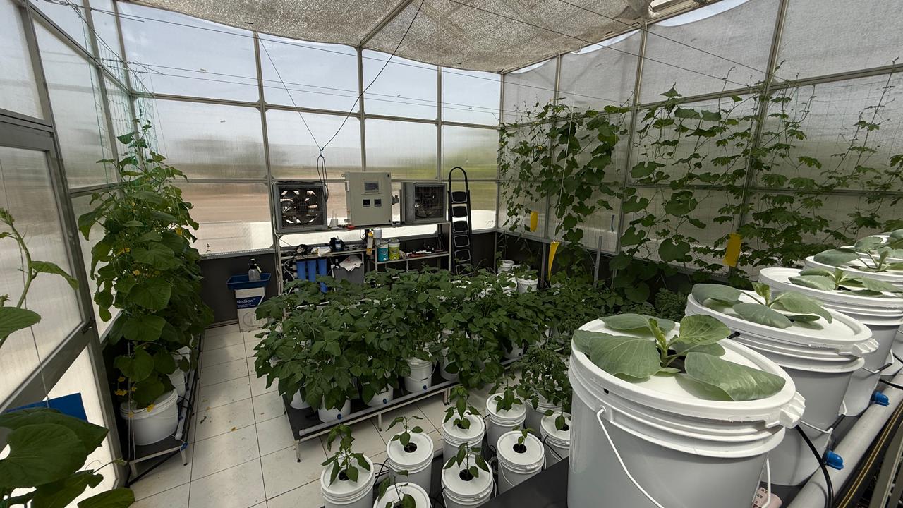 Greenhouse farm with fresh vegetables growing